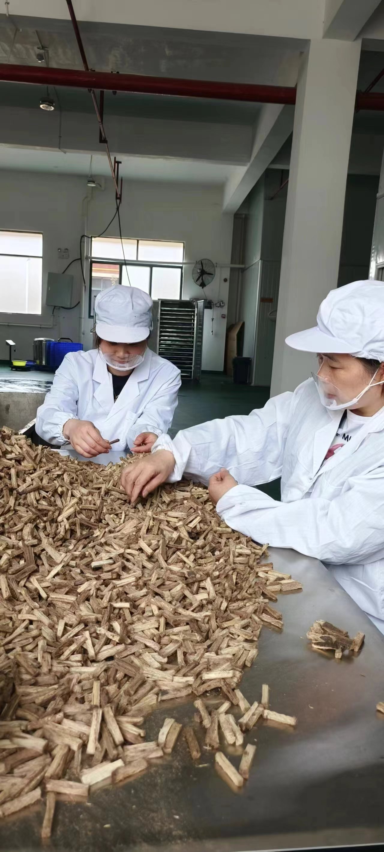 生產葛根,葛根基地,葛根條廠家,葛根項目,葛根咀嚼