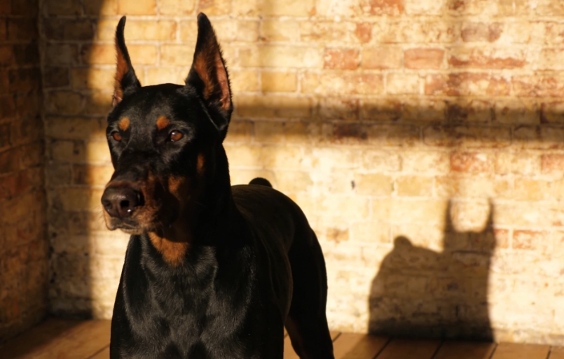 貼地而眠的溫柔密碼：讀懂狗狗趴臥行為的健康與情感語言