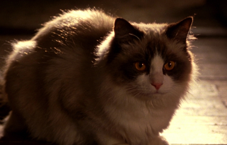 枕心而眠：解碼小貓偏愛胸口安睡的深情密碼