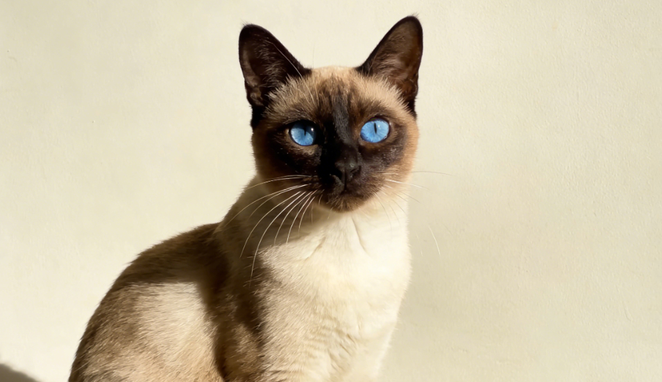 舌尖的溫柔：解碼貓咪舔毛背后的健康密碼與情感語言